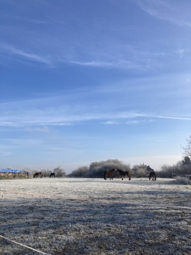 Winterkoppel 2025
