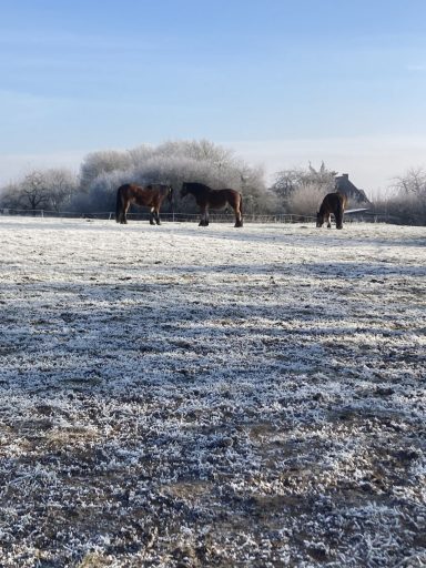 Winterkoppel 2025