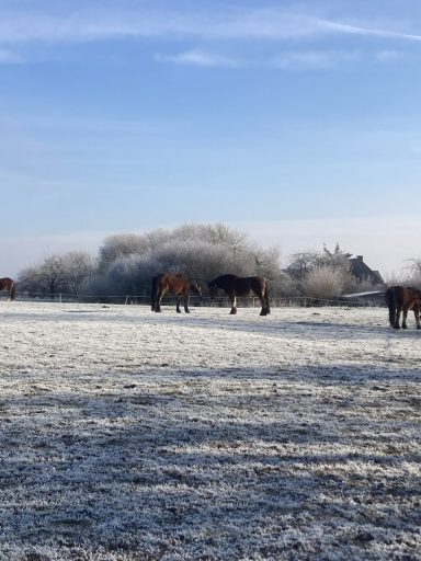 Winterkoppel 2025